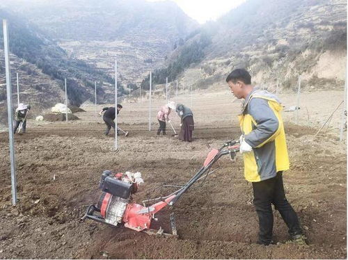 揭秘贝母种植新篇章：技术革新与管理攻略全解析