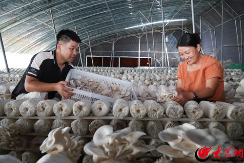揭秘温室种植蘑菇：绿色农业的可持续新选择？