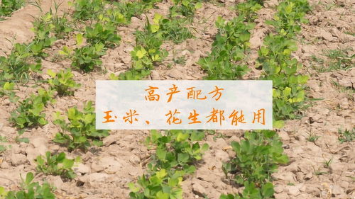 《玉米花生种植高产秘诀：揭秘提升产量的五大关键因素》