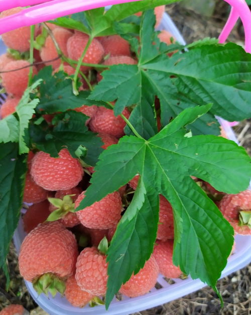 南方树莓种植技术：揭秘高收益背后的秘诀