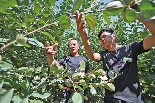 揭秘现代果树种植技术：如何提升果品品质与产量？