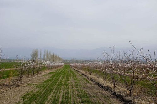 《桃之夭夭，如何种植出硕果累累的桃树？揭秘高效种植技术》
