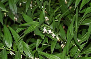 玉竹种植技术大全：揭秘高效益的养生植物栽培之道
