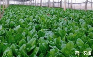 《大棚菠菜种植技术揭秘：高效益的绿色农业新篇章》