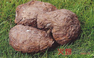 茯苓种植：揭秘现代农业中的“黄金”种植技术与市场行情