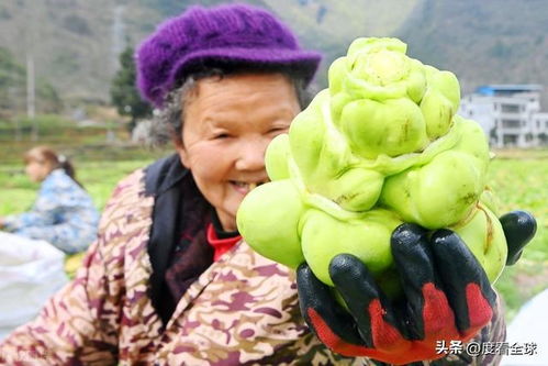 《揭秘榨菜种植秘籍：高效增产，品质提升，你准备好了吗？》