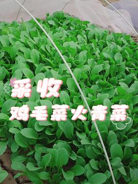 《大油菜种植新篇章：揭秘高效种植技术视频攻略》