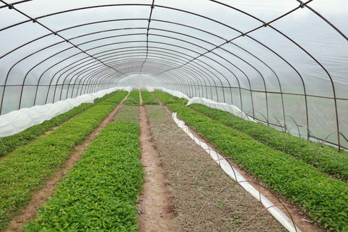 绿色革命再升级：揭秘现代农业技术种植新趋势