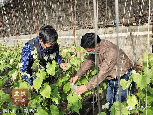 冷棚葡萄种植技术管理：揭秘高效益的秘密武器