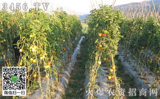 破解旱地西红柿种植难题，揭秘高效节水技术