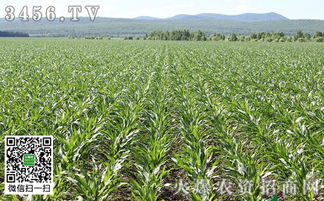 解锁甜玉米种植新境界——揭秘高效甜玉米种植技术