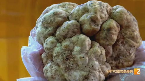 揭秘白松露菌种植：一场从地下宝藏到餐桌的绿色革命