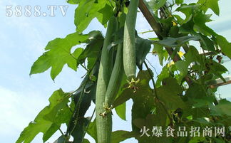 揭秘棱角丝瓜种植新技：效益翻倍的秘密武器！