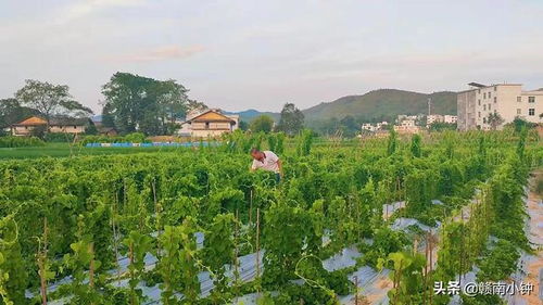 粉防己种植技术：揭秘中药宝库中的“黄金”品种
