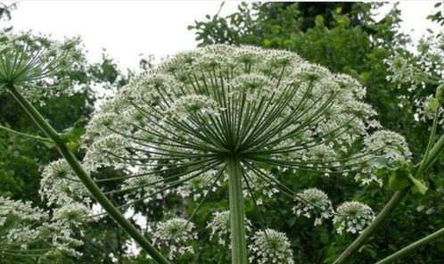 白芷种植技术揭秘：如何培育出高品质的中药材？