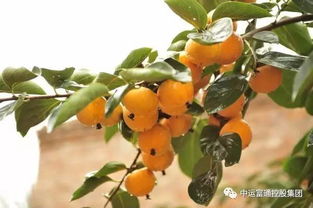 柿子种植：揭秘高效管理与技术革新之路