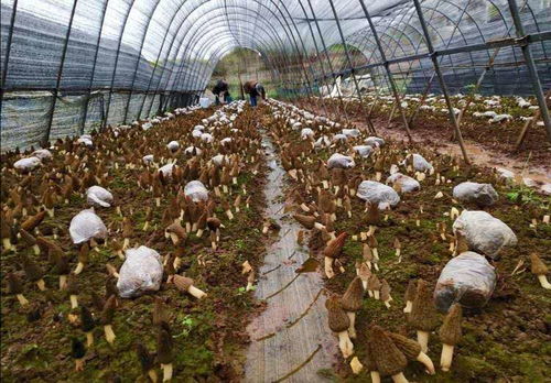 桑黄种植技术批发：揭秘高效益真菌种植的秘密