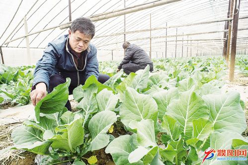 《揭秘有机菜花大棚种植技术：绿色农业的未来之道？》