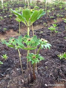 揭秘重楼种植奥秘：带你走进药材重楼种植技术视频的世界