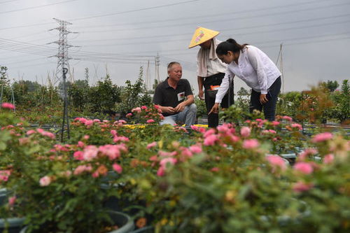 《月季花开的秘密：揭秘月季花种植技术，打造美丽花园》