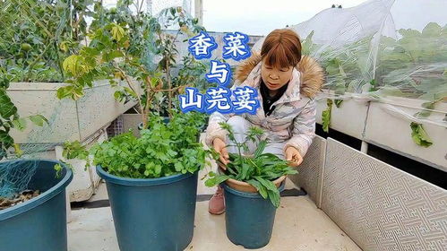 《山芫荽种植技术揭秘：如何提升产量与品质？》