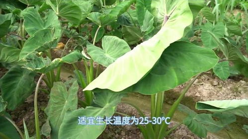 芋头种植：揭秘高产管理关键技术，助您亩产翻番！