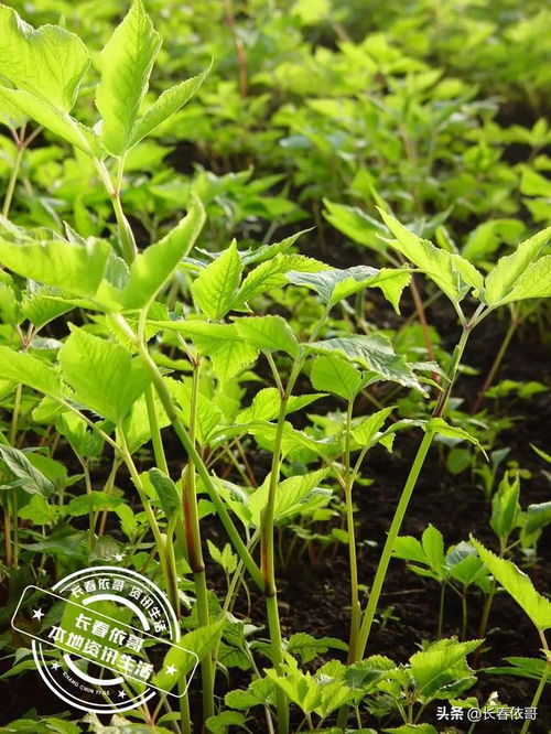 野芹菜种植技术揭秘：如何打造绿色健康餐桌？