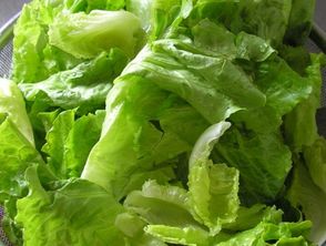 夏季罗马生菜种植攻略：如何在酷暑中培育出美味佳肴？