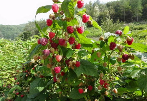 树莓种植技术揭秘：如何打造高产高效的自然果园？