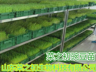 武汉芽苗菜种植新篇章：揭秘高效培育技术，打造绿色餐桌