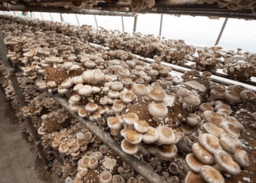 桑黄菌种植技术光盘：揭秘高效培育秘籍，助力农业发展新篇章