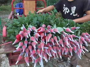 《揭秘高效玫瑰花种植：如何培育出艳丽花朵？》