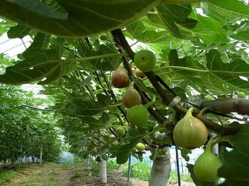 无花果种植管理：揭秘高效益的秘密武器