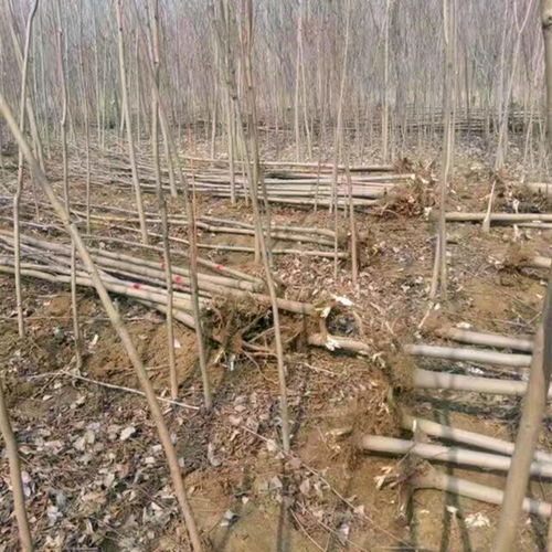 香椿种植：绿色黄金的种植技术与盈利之道