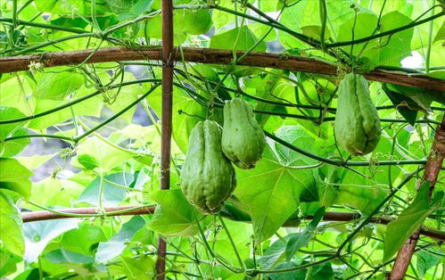 揭秘佛手瓜种植：最佳时机与技术要点