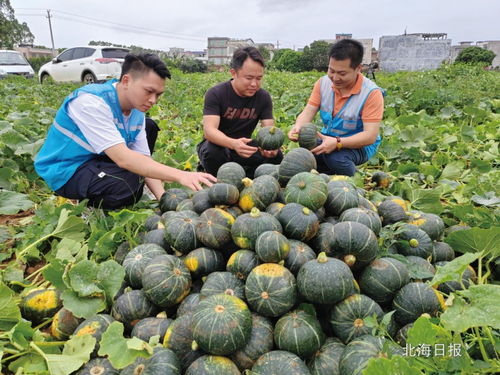 板栗南瓜种植技术揭秘：如何打造丰收的“黄金果实”