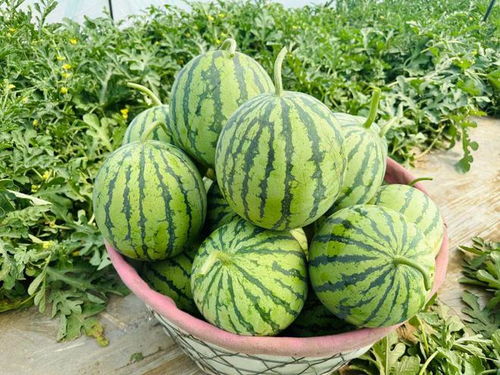 8424麒麟瓜种植技术揭秘：如何打造高产优质麒麟瓜？
