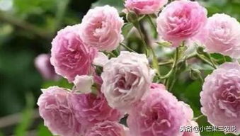 《蔷薇花种植，打造您私家的花艺天堂——揭秘现代蔷薇栽培艺术》