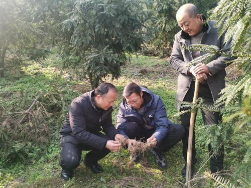 黄精种植技术全解析：如何高效培育天然滋补佳品？
