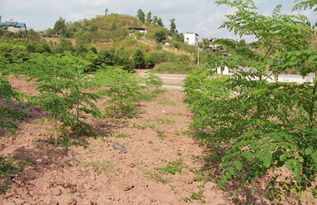 辣木种植技术揭秘：如何打造绿色财富？（辣木种植、技术要点、经济效益、种植指南、行业趋势）