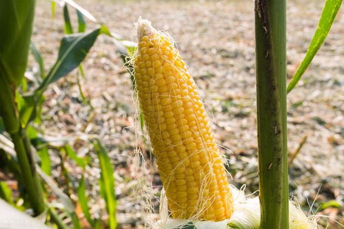 玉米高产新篇章：揭秘现代农业种植技术革新