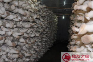 《杏鲍菇种植：揭秘高效栽培之道，助您轻松实现高产增收》