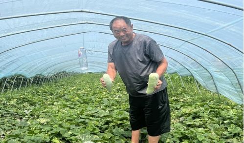 《大棚羊角蜜：揭秘高效种植技术，助您甜蜜丰收》
