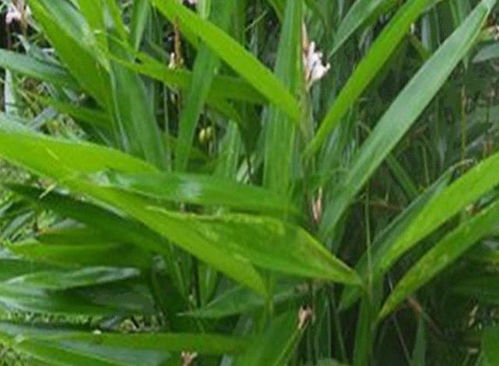 益智仁种植技术解析：如何让“智慧之果”硕果累累？