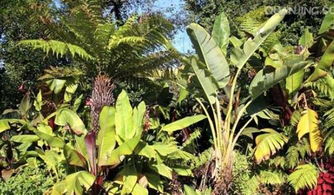 揭秘香蕉种植奥秘：管理技术视频深度解析
