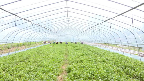 《红薯双行种植技术：提升产量与效益的现代农业奥秘》