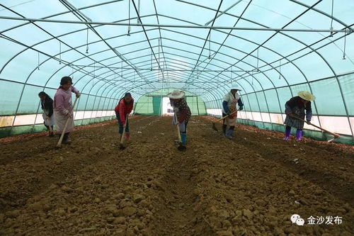 揭秘暖棚种植羊肚菌：绿色高效的新兴农业技术