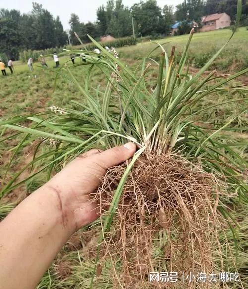 山东麦冬种植技术揭秘：如何打造高品质麦冬产业？