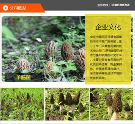 《山西羊肚菌种植技术揭秘：如何在这片土地上绽放“白金之菌”？》