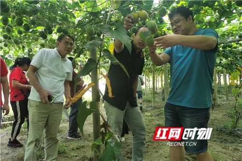 《罗汉果种植：揭秘高效益的绿色致富之路——专家级种植技术教程》